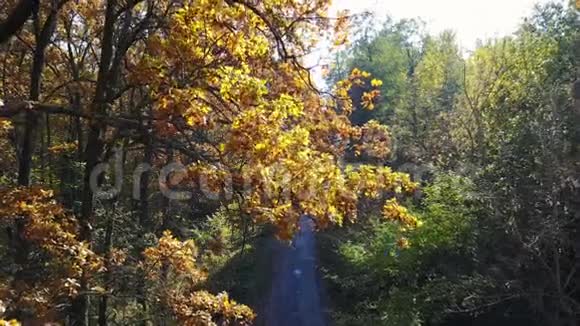 秋天黄叶与道路的枝干鸟瞰图视频的预览图