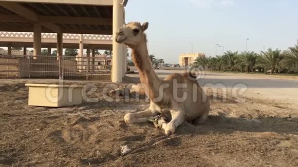 农场上的骆驼视频的预览图