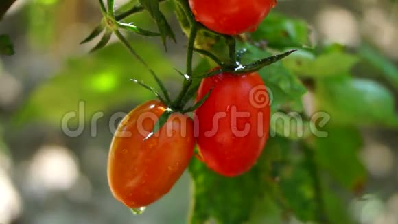 樱桃有机美味成熟番茄在我的花园雨后倾斜视频的预览图
