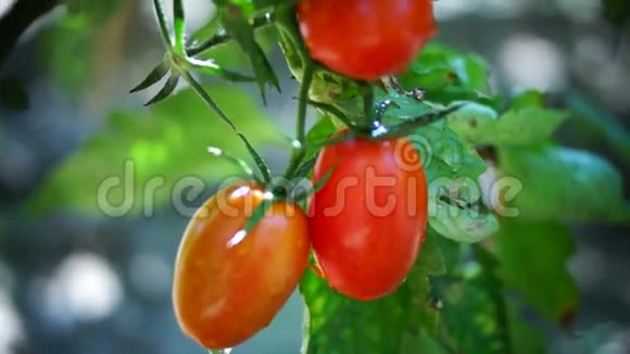 樱桃有机成熟番茄在我的花园雨后倾斜视频的预览图