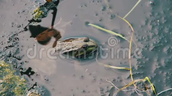 绿蛙坐在百合花附近的河里视频的预览图