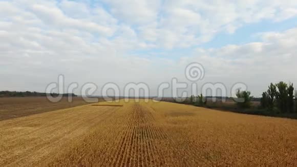 自然背景空中射击田玉米视频的预览图