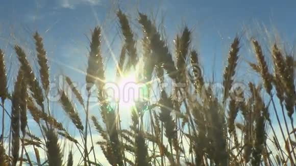 成熟麦穗在风中的移动视频的预览图