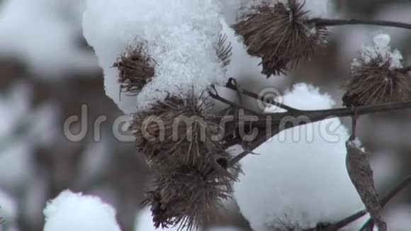 冬雪干刺特写视频的预览图