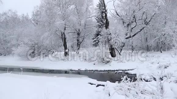 冬天的风景大自然在雪地里下着雪视频的预览图
