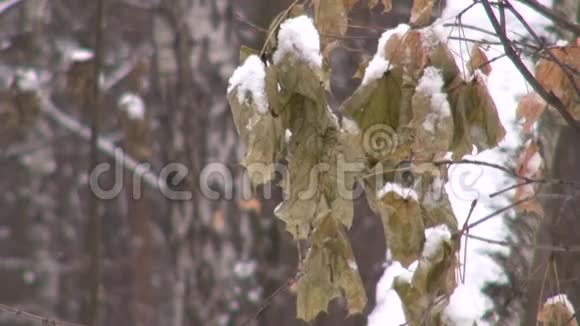 下雪时干燥的雪覆盖了树叶视频的预览图