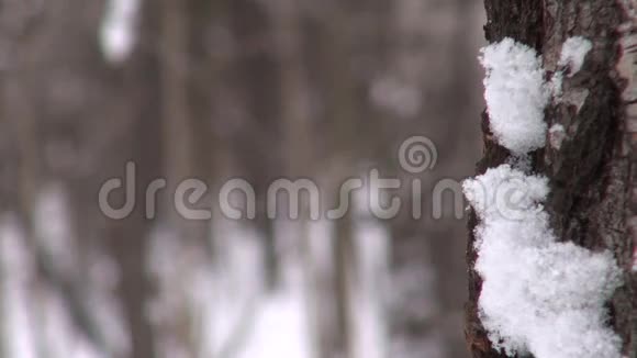 大雪中覆盖着积雪的树干视频的预览图