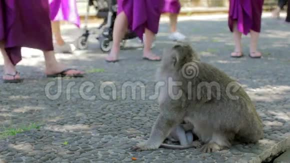 巴厘岛乌卢瓦图神庙的猴子视频的预览图