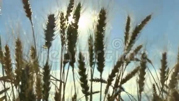 成熟麦穗在风中的移动视频的预览图