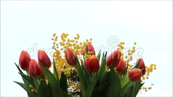 郁金香花束视频的预览图