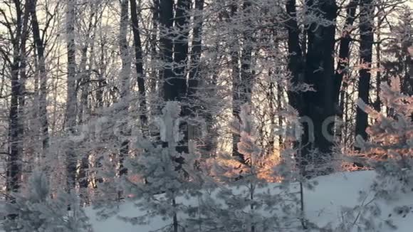 冬林全景白雪皑皑的冬林白雪覆盖的树木视频的预览图