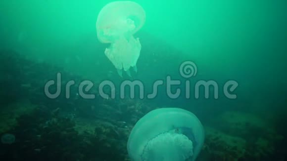 大水母在黑海根瘤漂浮在水柱视频的预览图