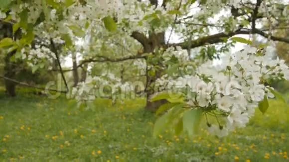 大樱桃树上的春花视频的预览图
