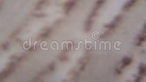 显微镜下的蘑菇切片视频的预览图