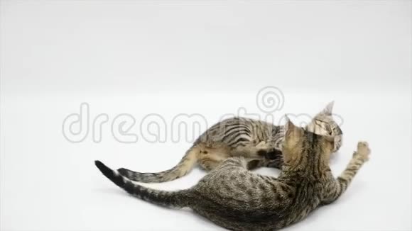 两只猫在白色背景下互相争斗动作缓慢视频的预览图