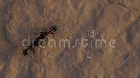 黑蚂蚁特写视频的预览图