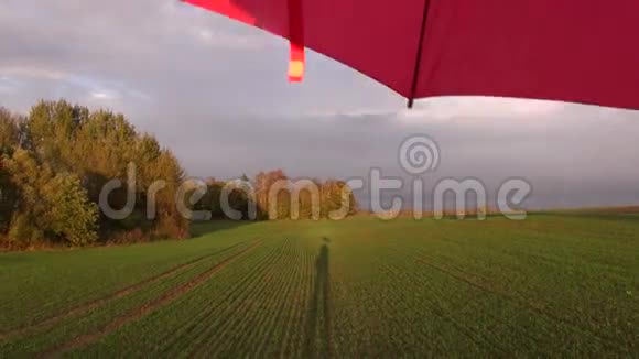 雨后的红伞和人们在麦田里的影子视频的预览图