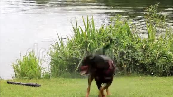 狗在湖边玩棍子视频的预览图