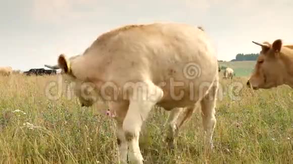 在草地上吃草的白牛阳光明媚的一天草地上有干黄色的草梗视频的预览图