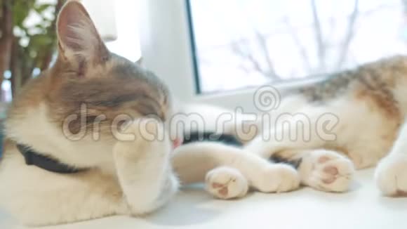漂亮可爱的猫在窗台上舔爪子房间背景上有有趣的情绪慢动作视频猫视频的预览图