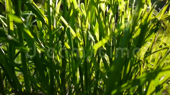 青草镜头宏观阳光透过树叶照射出美丽的春天背景视频关闭静态摄像机视频的预览图