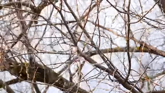 蓝天背景下的柳树视频的预览图