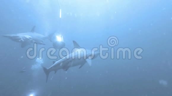 黑尖鲨鱼在鱼饵上游来游去视频的预览图