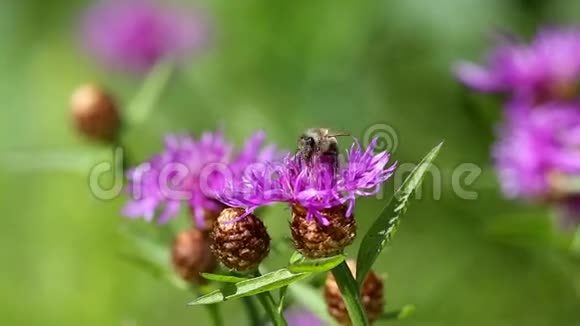 大黄蜂在花草地矢车菊上视频的预览图