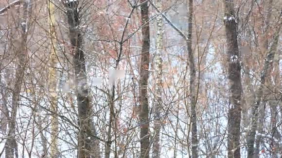 阴天的冬季森林降雪视频的预览图