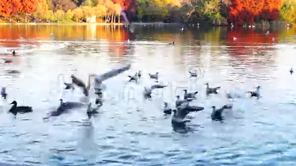 秋天的下午在公园里金色和红色叶子的树鸭子海鸥视频的预览图