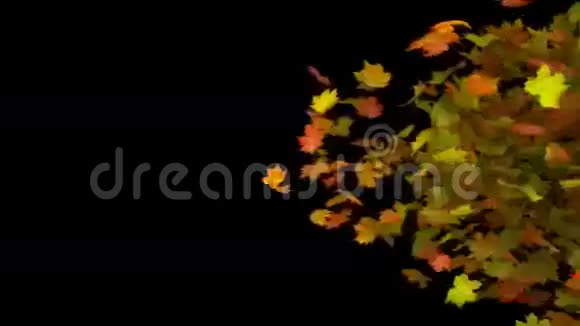 秋天的叶子过渡视频的预览图