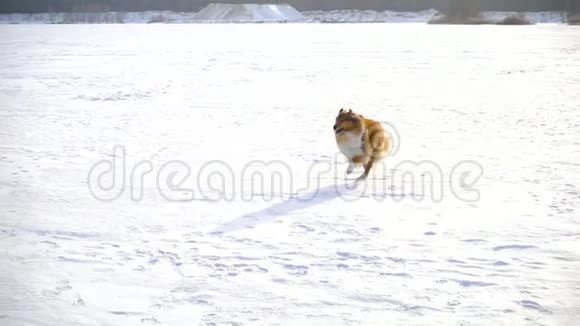 科利狗在雪地上奔跑视频的预览图
