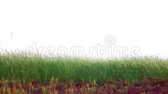 美丽的草甸风视频的预览图