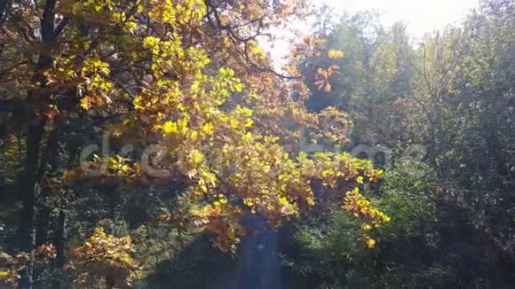 秋天黄叶与道路的枝干鸟瞰图视频的预览图