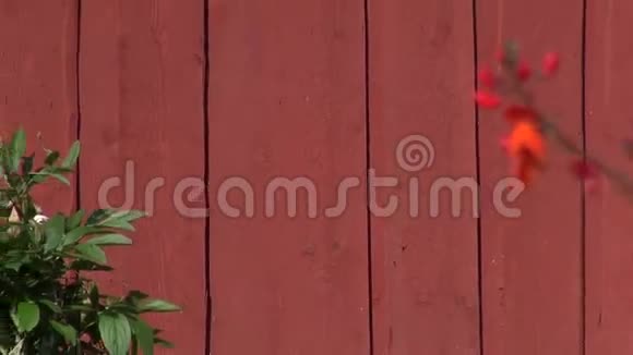 农场谷仓墙上的红色木梯视频的预览图