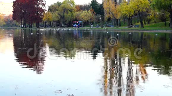 秋天的下午在公园里金色和红色叶子的树鸭子海鸥视频的预览图