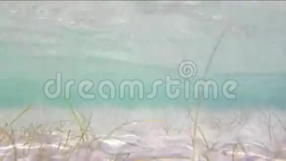 萨法里斯潜水珊瑚沙子和海洋生命视频的预览图