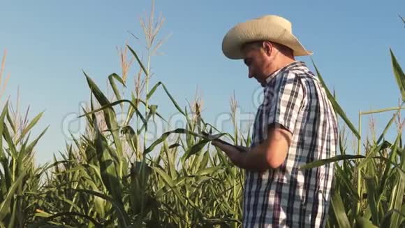 商人用平板电脑检查玉米芯农民和农学家在田间工作检查熟化玉米芯视频的预览图