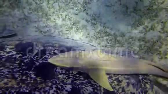 玳瑁覆瓦龟或绿海龟海龟海龟在海床上吃海草视频的预览图