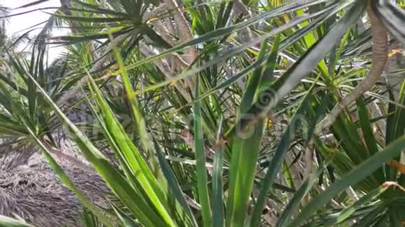 棕榈植被细节视频的预览图