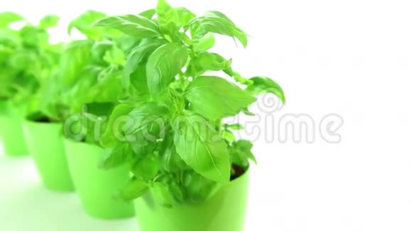 白色背景的新鲜绿色罗勒植物视频的预览图