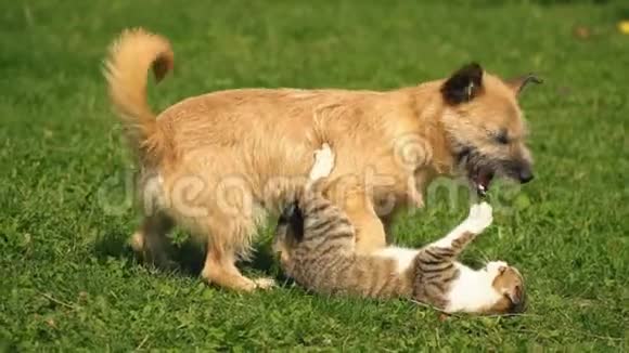 一只狗和一只猫的战斗视频的预览图