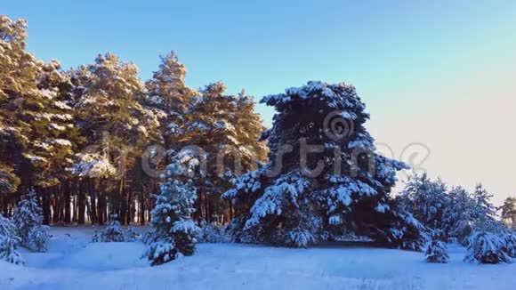 霜天的松树上覆盖着雪奇妙的冬季景观树木之间的阳光在树上视频的预览图