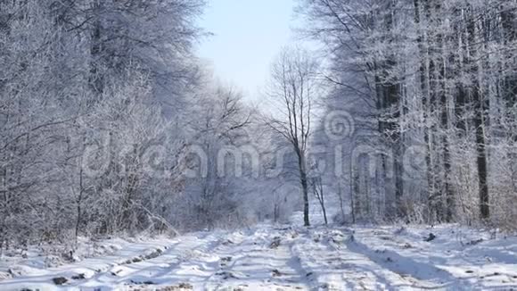 白雪覆盖了冬天森林中的树木和道路视频的预览图