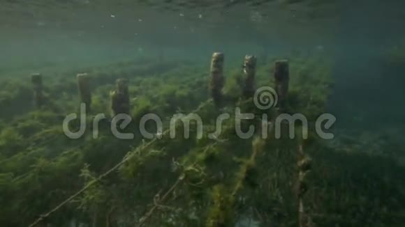 海草农场的水下景观杂草被绑在线上留下来生长视频的预览图