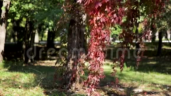 秋色观赏葡萄的早叶选择性重点视频的预览图
