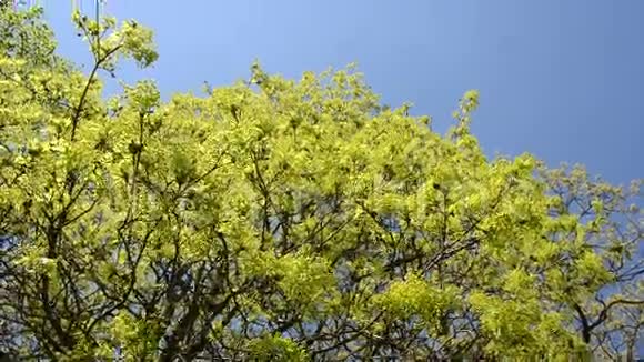 绿色枫树枝条随风飘动蓝天的旋转景象视频的预览图