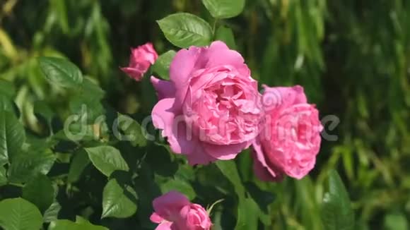粉色玫瑰花园绽放视频的预览图