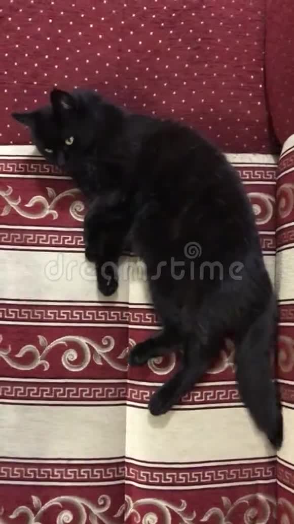 有趣的黑猫洗撒谎舔美丽的毛茸茸的英国人黄眼睛视频的预览图
