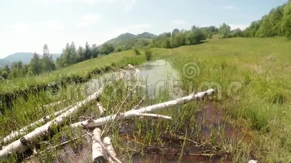 老死的白桦树干在山塘和蜻蜓视频的预览图